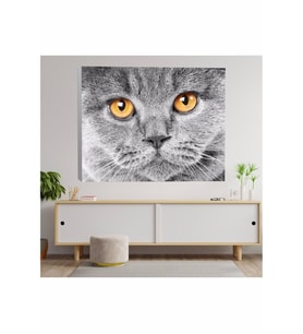 Yakın Çekim İngiliz Kedi Kanvas Tablo