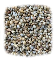 Nassa Shell Kiloluk Deniz Kabuğu (1 KG) Yerli
