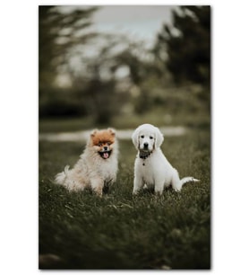 Cakatablo  Çayırdaki Yavru Köpekler MDF Tablo