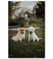 Cakatablo  Çayırdaki Yavru Köpekler MDF Tablo