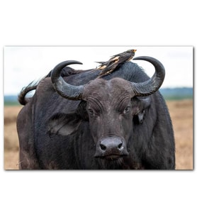 Cakatablo Buffalo ve Sırtındaki Kuş Arkadaşları MDF Tablo