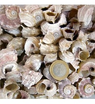 Angarıa Delpenola Kiloluk Deniz Kabuğu (1 KG)