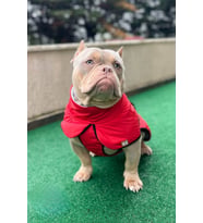 Büyük Irk Köpek Yağmurluğu, Su Geçirmez Köpek Montu, Kırmızı 9-55kg