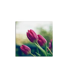 Pembe Laleler Tablo 50 X 70 Cm
