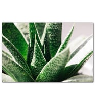 Cakatablo  Aloe Vera Yaprakları MDF Tablo