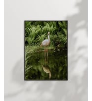 Gölette Turna Kuşu Poster (Çok Renkli)