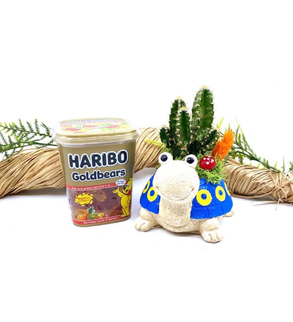 Canl Mexico Kaktsl Sevimli Kaplumbaa ve Haribo Aranjman M17