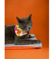 Summer Kedi Bandana, Fular, Kedi Kıyafeti Kedi Elbisesi, Kedi Tasması (Karışık)