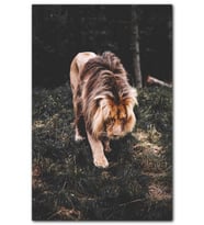 Cakatablo Ormanda Yürüyen Erkek Aslan MDF Tablo