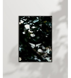 Ormanda Uçan Kelebekler Poster