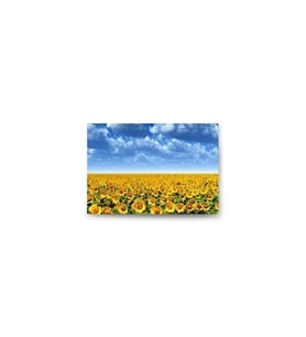 DBSanatevi Ay Çiçeği Tarlası Tablo 50 X 70 Cm