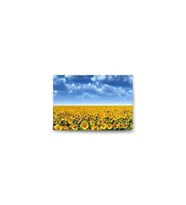 DBSanatevi Ay Çiçeği Tarlası Tablo 50 X 70 Cm