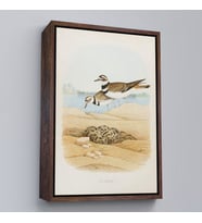 Çerçeveli Edwin L. Sheppard - Öldürücü Tablo - Killdeer (Altın)
