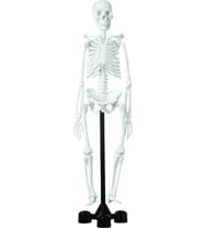 İSKELET MODELİ 46 CM