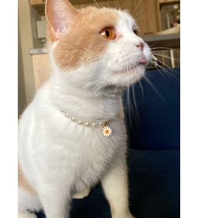 Papatyalı İnci Boncuk Kolye- Kedi/ Küçük-Orta Irk Köpek Tasması