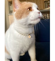 Papatyalı İnci Boncuk Kolye- Kedi/ Küçük-Orta Irk Köpek Tasması