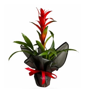 Saksıda Guzmania Bitkisi