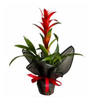 Saksıda Guzmania Bitkisi