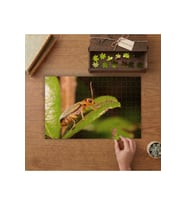 Yaprakta Böcek - Doğa Tasarımı 240 parça Ahşap Puzzle Ahşap Kutuda MP02543