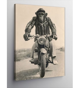 Kanvas Tablo Motosiklet Kullanan Maymun