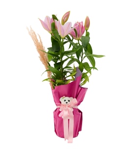 AYICIKLI PEMBE LİLYUM