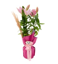 AYICIKLI PEMBE LİLYUM
