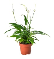 Canlı Bitki, Beyaz-Yeşil, 12 cm, Spathiphyllum Cupido