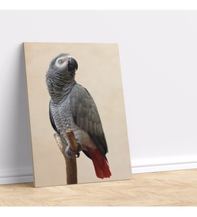 Gri Papağan Temalı Kanvas Tablo