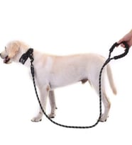 Reflektörlü 130Cm Siyah Köpek Tasması