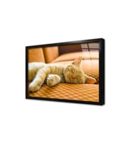 Kedi Yavrusu Çerçeveli Cam Tablo