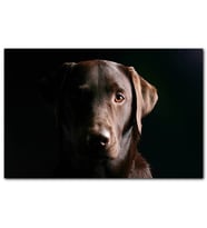 Cakatablo Av Köpeği Evcil Hayvanla