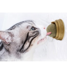 Kedi Otu Oyun Topu