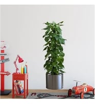 Saksılı Bitki Tasarımlı Yapışkanlı Sticker Resim 90*30 cm MC-665