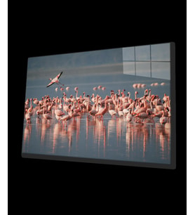 Flamingo Cam Tablo