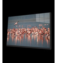 Flamingo Cam Tablo