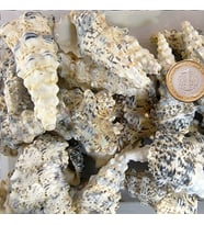 Cerıthıum Nodulosum Kiloluk Deniz Kabuğu (1 KG)