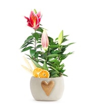 Kalp Beton Saksıda Pembe Lilyum