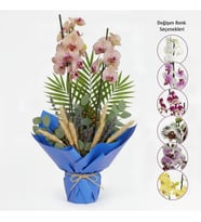 Sürpriz Renk Çiftli Midi Orkide ve Fenix-Pembe Buketli Saksıda