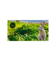 POLY Kemirgen DOĞAL KURU YONCA KEMİRGEN OTU-TAVŞAN-GİNEPİG-HAMSTER 2500 Gr