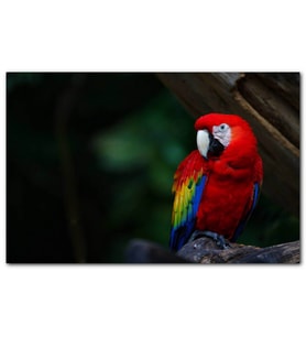Cakatabloo Daldaki Kırmızı Macaw Papağanı MDF Tablo