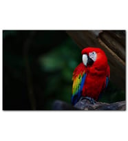 Cakatabloo Daldaki Kırmızı Macaw Papağanı MDF Tablo
