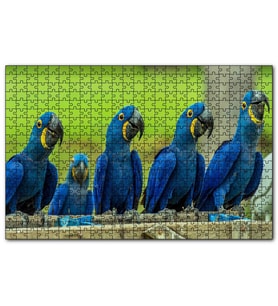 Cakapuzzle Mavi Macaw Papağanları  Puzzle Yapboz MDF (Ahşap) (120 Parça)