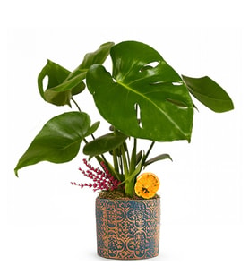 Yaldızlı Beton Saksıda Monstera