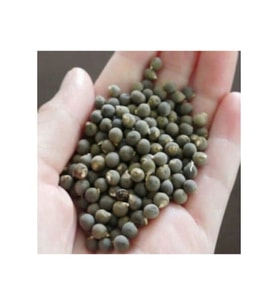 Bamya Tohumu 500 gr ( Ilaçsız, Yenilebilir, Elenmiş )