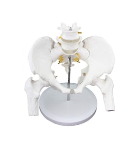 Femur Eklemli Pelvis (Leğen) Maketi Model 17