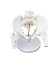 Femur Eklemli Pelvis (Leğen) Maketi Model 17