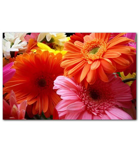 Cakatablo Gerbera Çiçekleri Turunculu Pembeli MDF Tablo