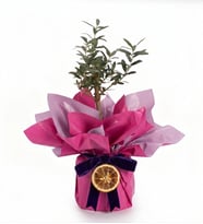 Pembe Buketli Polimer Saksıda Zeytin Ağacı Bonsai