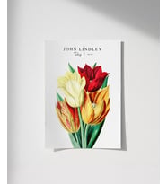 Çerçevesiz Poster John Lindley Lale (Çok Renkli)