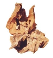 Mango Kökü ( L ) 30 - 40 cm